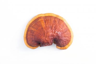 Myconutri Mushroom Supplies
